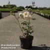 Rose 'Above And Beyond' (Climbing Rose) -Garden Plants ROSA ABOVEBE3L