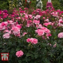Rose 'Queen Elizabeth' (Floribunda Rose) -Garden Plants ROSE T40379 A1