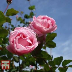 Rose 'Queen Elizabeth' (Floribunda Rose) -Garden Plants ROSE T40379 B1