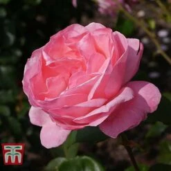 Rose 'Queen Elizabeth' (Floribunda Rose) -Garden Plants ROSE T40379 C1