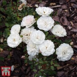 Rose 'Sea Foam' (Shrub Rose) -Garden Plants ROSE T58087 B