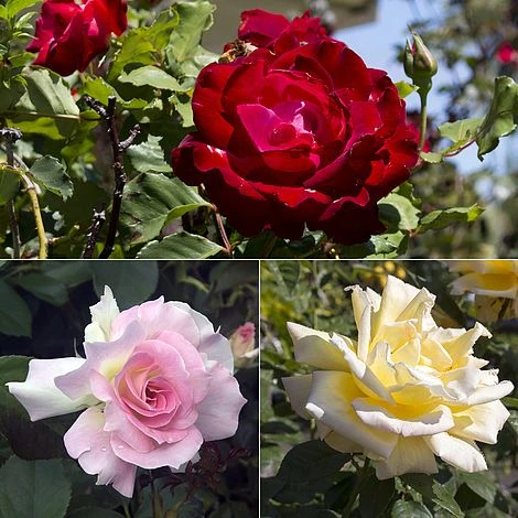 Rose 'Breeder's Choice Collection' (Hybrid Tea Rose) 3 Rose 'Breeder's Choice Collection' (Hybrid Tea Rose)