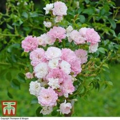 Rose 'The Fairy' (Polyantha) -Garden Plants ROSE T59371 C