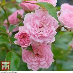 Rose 'The Fairy' (Polyantha) -Garden Plants ROSE T59371 D