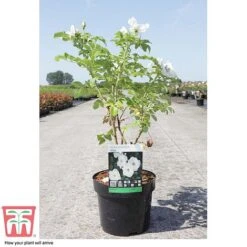 Rose Rugosa 'Alba' (Species Shrub Rose) -Garden Plants ROSE T59372 C
