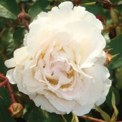 Rose 'Easy Elegance Snowdrift' (Shrub Rose) 6 Rose 'Easy Elegance Snowdrift' (Shrub Rose) -Garden Plants ROSE T59387 A h