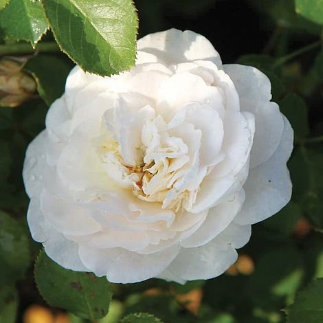 Rose 'Easy Elegance Snowdrift' (Shrub Rose) 5 Rose 'Easy Elegance Snowdrift' (Shrub Rose) - Image 3