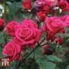 Rose 'Charisma' -Garden Plants ROSE T67041 B