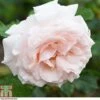 Rosa 'Madame Alfred Carriere' (Climbing Rose) -Garden Plants ROSE T79073 A h