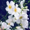 Rose 'Wedding Day' (Rambling Rose) -Garden Plants ROSE T79078 A h