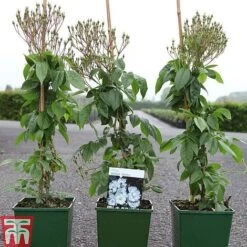 Rose 'Bobbie James' (Rambling Rose) -Garden Plants ROSE TKA3470 A