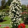 Rose 'Climbing Iceberg' (Climbing) -Garden Plants ROSE CLIMBICEB W45537