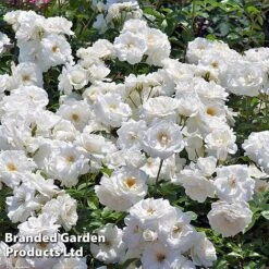 Rose 'Climbing Iceberg' (Climbing) -Garden Plants ROSE CLIMBICEB W45539