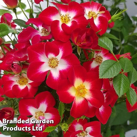 Rose 'Everglow Ruby' (Shrub) 5 Rose 'Everglow Ruby' (Shrub) - Image 3