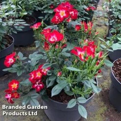 Rose 'Everglow Ruby' (Shrub) 19 Rose 'Everglow Ruby' (Shrub) -Garden Plants ROSE EVERGLRUB H41245