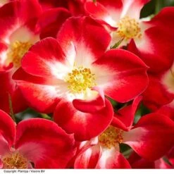 Rose 'Everglow Ruby' (Shrub) 22 Rose 'Everglow Ruby' (Shrub) -Garden Plants ROSE EVERGLRUB H41249