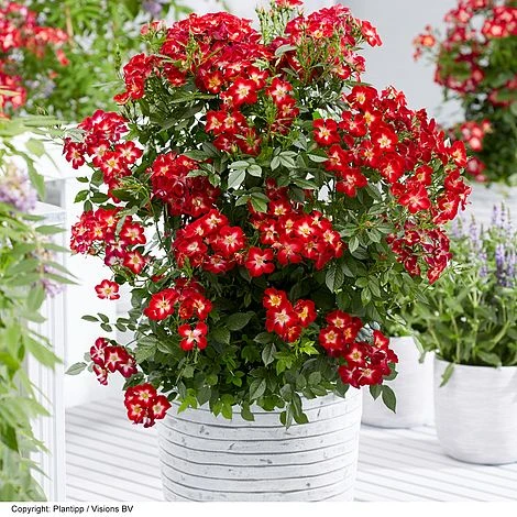 Rose 'Everglow Ruby' (Shrub) 3 Rose 'Everglow Ruby' (Shrub)