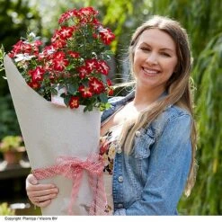 Rose 'Everglow Ruby' (Shrub) 23 Rose 'Everglow Ruby' (Shrub) -Garden Plants ROSE EVERGLRUB H41251