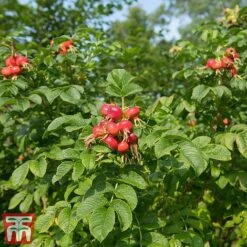 Rose Rugosa 'Rubra' (Species Shrub Rose) -Garden Plants ROSE RUGOSARUB W34601 TM