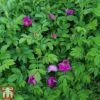 Rose Rugosa 'Rubra' (Species Shrub Rose) -Garden Plants ROSE RUGOSARUB W34603 TM