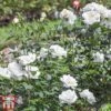 Rose 'Sea Foam' (Shrub Rose) -Garden Plants ROSE SEAFOAM W34598 TM