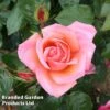 Rose 'Silver Jubilee' (Shrub) -Garden Plants ROSE SILVERJUB S44466