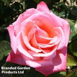 Rose 'Silver Jubilee' (Shrub) 5 Rose 'Silver Jubilee' (Shrub) -Garden Plants ROSE SILVERJUB S44467