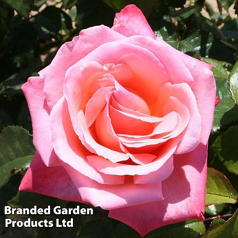 Rose 'Silver Jubilee' (Shrub) 4 Rose 'Silver Jubilee' (Shrub) - Image 2