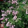 Rose 'The Fairy' (Polyantha) -Garden Plants ROSE THEFAIRY W34595 TM