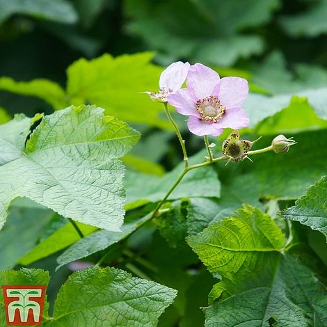 Rubus Odoratus 3 Rubus Odoratus