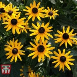 Rudbeckia Fulgida 'Early Bird Gold' -Garden Plants RUDB T57550 B