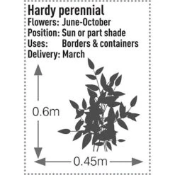 Rudbeckia Fulgida 'Early Bird Gold' -Garden Plants RUDB T57550 B h