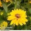 Rudbeckia Summerdaisy Double Gold -Garden Plants RUDB DBLGOLD T40842