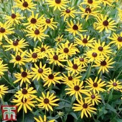 Rudbeckia Fulgida 'Little Goldstar' -Garden Plants RUDB LITTLEGOL3