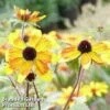 Rudbeckia Triloba 'Prairie Glow' -Garden Plants RUDB PRAIRIEGL1
