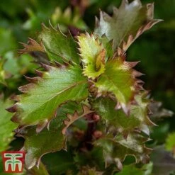 Ilex 'Little Rascal' -Garden Plants Rascal