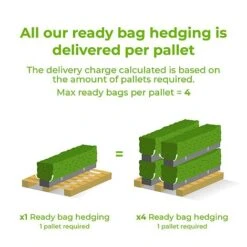 Holm Oak Hedge Ready Bag Instant Hedge 1m (pre-grown) -Garden Plants Ready20bag20hedges20delivery20image4