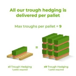 Buxus Instant Trough Hedge 1m (pre-grown) 7 Buxus Instant Trough Hedge 1m (pre-grown) -Garden Plants Ready20hedges20delivery20image20tm10