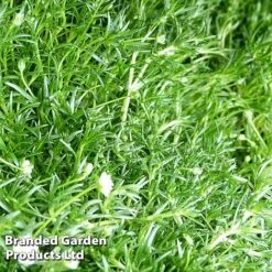 Sagina Subulata -Garden Plants SAGI SUBULATA S45003