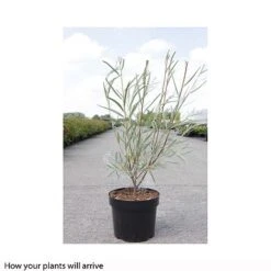 Salix Exigua -Garden Plants SALI T66445 A h