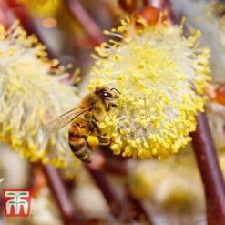 Salix Caprea 'Kilmarnock' -Garden Plants SALI T68515 E