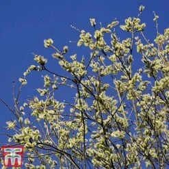 Pussy Willow (Hedging) 10 Pussy Willow (Hedging) -Garden Plants SALI T70372 A