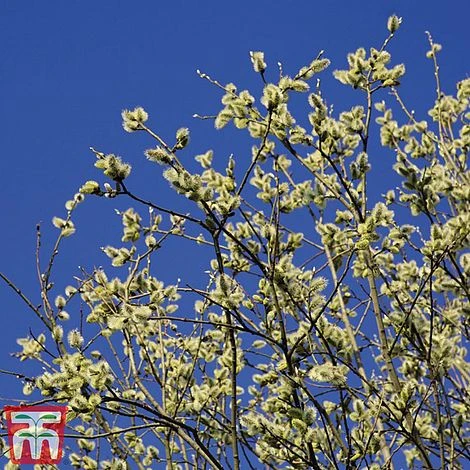 Pussy Willow (Hedging) 5 Pussy Willow (Hedging) - Image 3