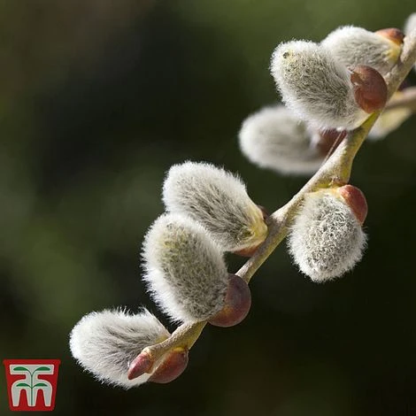 Pussy Willow (Hedging) 4 Pussy Willow (Hedging) - Image 2