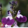Salvia 'Amethyst Lips' -Garden Plants SALV KA8961 A
