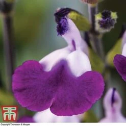 Salvia 'Amethyst Lips' -Garden Plants SALV KA8961 B