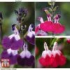 Salvia Lips Collection -Garden Plants SALV KB3098 A