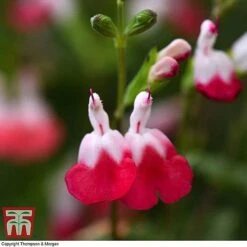 Salvia Lips Collection -Garden Plants SALV KB3098 D