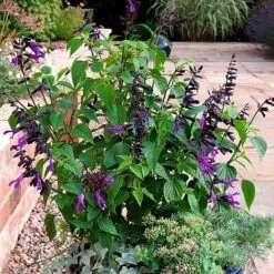 Salvia 'Amistad' -Garden Plants SALV T62257 A h