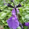 Salvia 'Lavender Dilly Dilly'